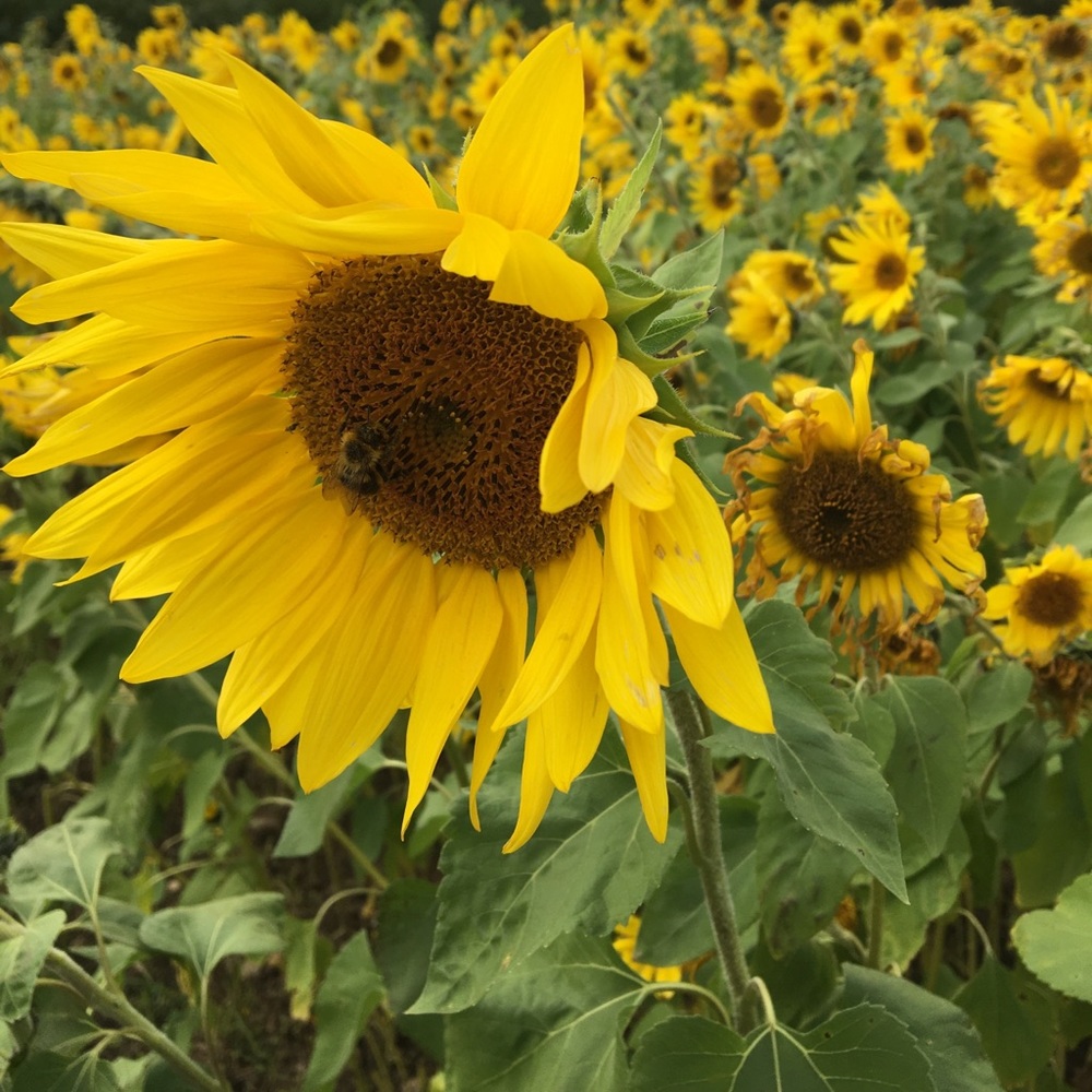 Meet your Posher, Lynda